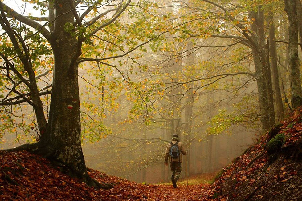 Foresta autunnale con alberi alti e nebbia, una persona sul sentiero tra foglie arancioni.