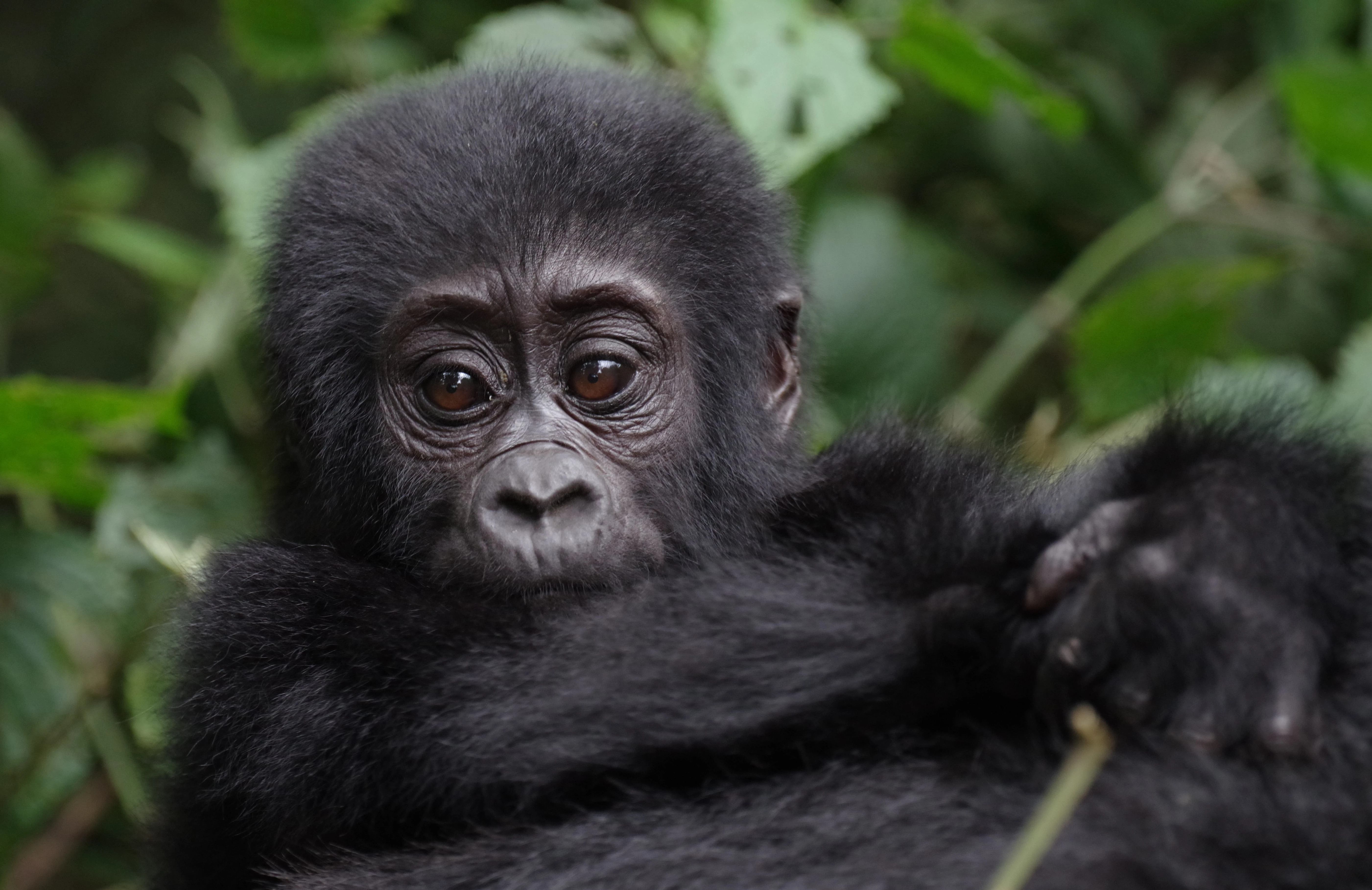 Il pianeta dei gorilla e dei Big Five - 9 Luglio 2023