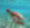 sea turtle in seychelles.jpg