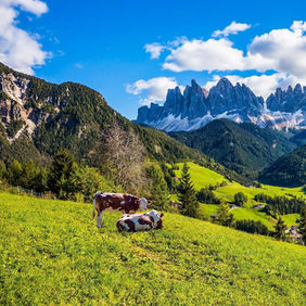 Mucche al pascolo in un campo con le cime delle Dolomiti in lontananza.