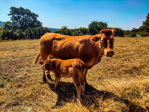 fotografia dell'azienda