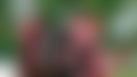 40° PALIO STORICO DEL BORGO DI AVIGLIANA