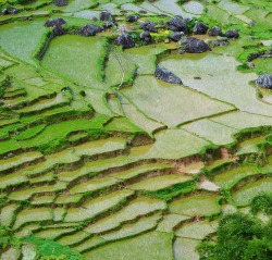 Risaie terrazzate in Indonesia, con la loro caratteristica forma gradonata, ricche di vibranti tonalità di verde. Le acque calme riflettono il cielo, mentre grossi massi sparsi aggiungono texture al paesaggio rigoglioso.