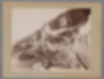 An old black and white photo of the Amalfi coastline, showing the rugged cliffs and winding roads of the Grand Hotel dei Cappuccini area, dating back to December 1899.
