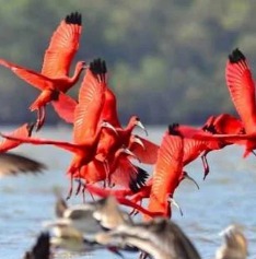 Un stormo di fenicotteri rosso brillante in volo sopra l'acqua, con le ali spiegate che mostrano la loro spettacolare colorazione.