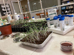 Laboratorio