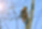 PdG_Elagage_01.jpeg