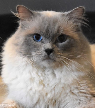 Ragdoll Médoc Gironde