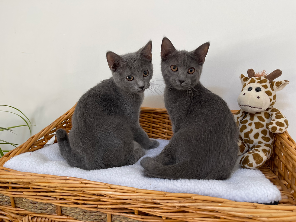Portée Chatons Chartreux