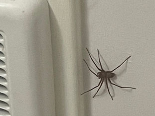 Eight Legs
