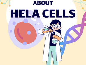 About HeLa Cells