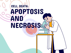 Cell Death: Apoptosis and Necrosis