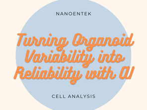 Turning Organoids Variability into Reliability with AI