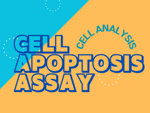 Cell Apoptosis Assay