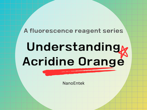 Understanding Acridine Orange