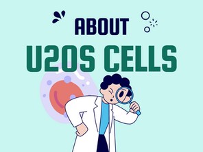 About U2OS Cells
