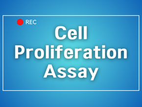 Cell Proliferation Assay