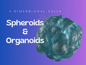 3 Dimensional Cells - Spheroids and Organoids