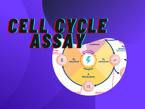 Cell Cycle Assay