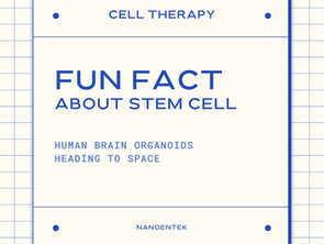 Brain Organoids Heading to Space