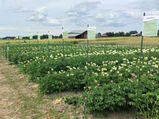Eurostarch ja Amado – Petlan lajikekokeessa yli 10 000 kg/ha tärkkelystä