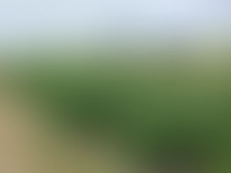 Eurostarch ja Amado – Petlan lajikekokeessa yli 10 000 kg/ha tärkkelystä