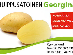 Huippusatoinen Georgina - siementä vielä saatavilla