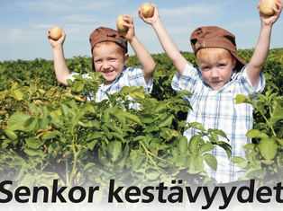 Lajikkeiden Metribuzin kestävyys 2020