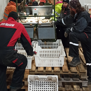 Siemenperunoiden toimituskausi on alkanut!