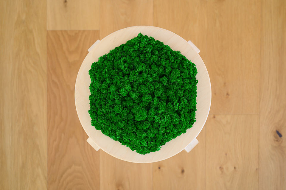 Polarmoss
