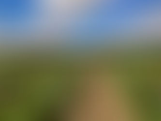 Hyviä tuloksia Kristiinankaupungin lajikekokeessa