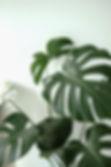 tampa therapist, therapist in tampa, tampa therapy
