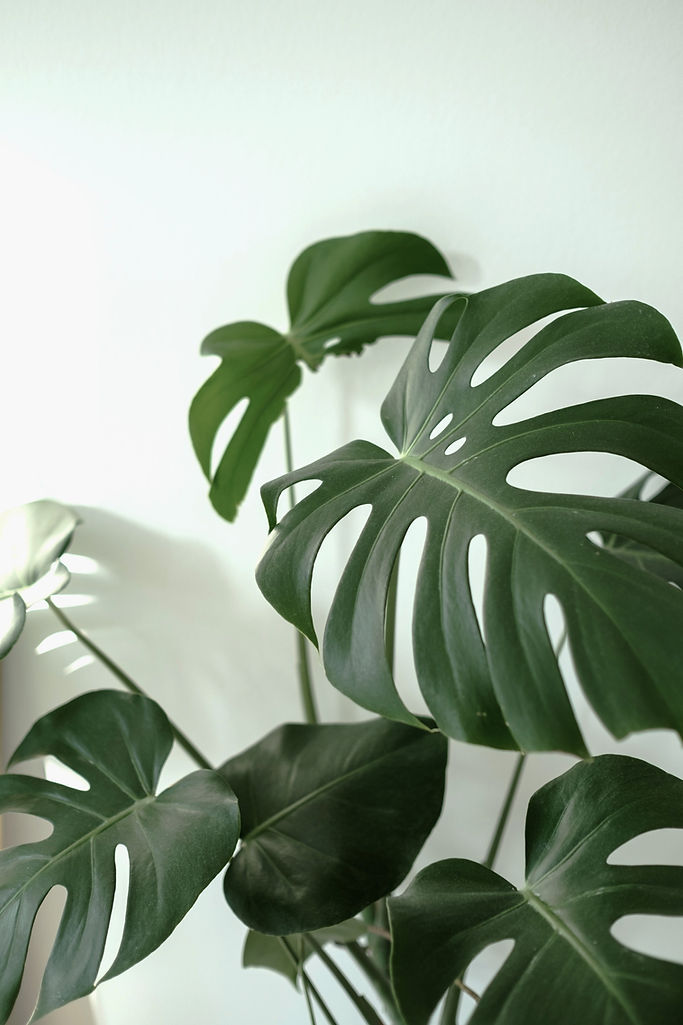 trauma therapy therapist tampa