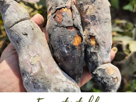 Sweet Potatoes