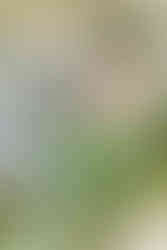 rose bud vase and pillar candle