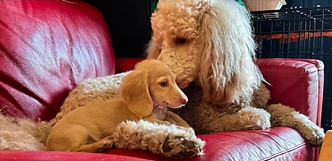 labradooddle.jpg