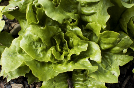 Buy Organic Green Salad Seeds
