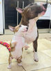 The Joyful Chaos of Bull Terrier Zoomies and Their Tornado-Like Antics