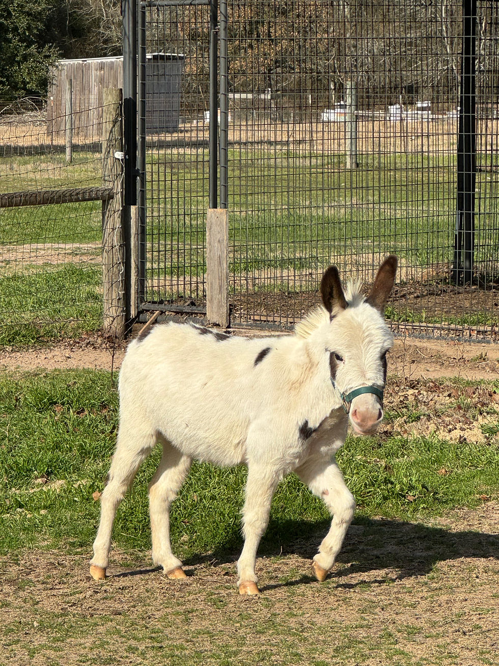 The Donkeys of Pecan Grove Farm