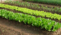 Vegetable%20garden_edited.jpg