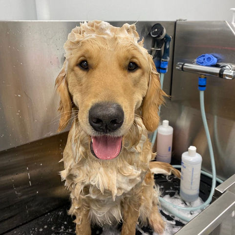  Dog Groom