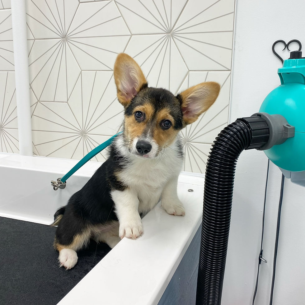 C5DF3F63-6A85-4F1D-AAB3-E01C3D7B06DC (1)