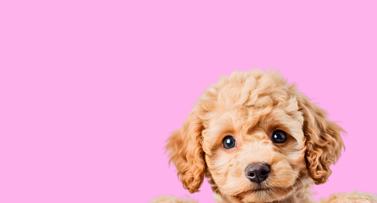 Book your spring grooming appointment today