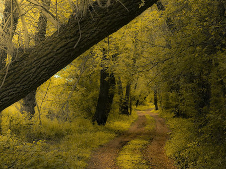 Seeing beauty (a different perspective)