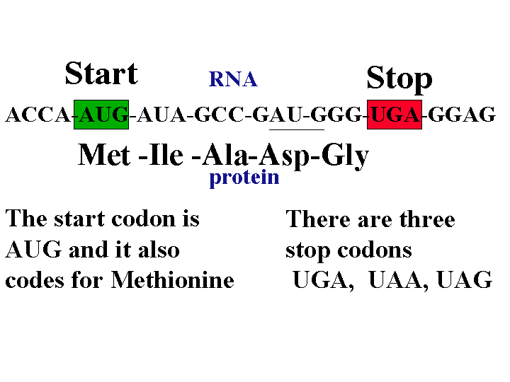 Start & Stop codons.gif