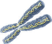 Chromosome.png