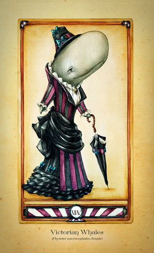 A two week adventure with Victorian Whales!