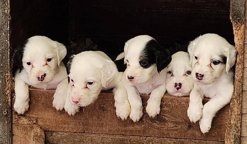 new-pups.jpg