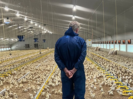 Looking at first week naturally occurring E.coli in broiler chicks