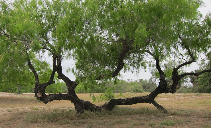 Mesquite Tree